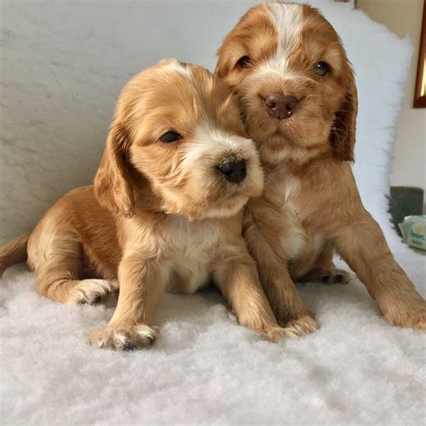 This will absolutely light up your life and make you want to add one to your family. . Cocker spaniel for sale near me